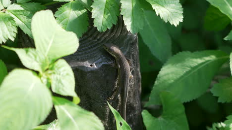 Japanese-Grass-Lizard-Crawling-Up-The-Wooden-Log-Surrounded-With-Green-Plants