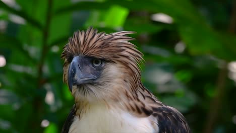 El-águila-Filipina,-También-Conocida-Como-águila-Comedora-De-Monos,-Está-En-Peligro-Crítico-Y-Puede-Vivir-Sesenta-Años-Alimentándose-De-Monos,-Lémures-Voladores-Y-Pequeños-Mamíferos-Como-Ave-De-Rapiña-Oportunista.