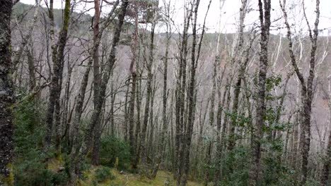 Vorwärtsbewegung-In-Den-Dunklen-Schwarz-weißen-Birkenwald,-Winterzeit