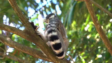 Exotic-ring-tailed-lemur,-lemur-catta-rubbing-and-licking-the-scent-glands-on-its-tail,-preening-and-cleaning-its-fur-during-its-breeding-season,-close-up-shot-of-wildlife-animal-behaviour