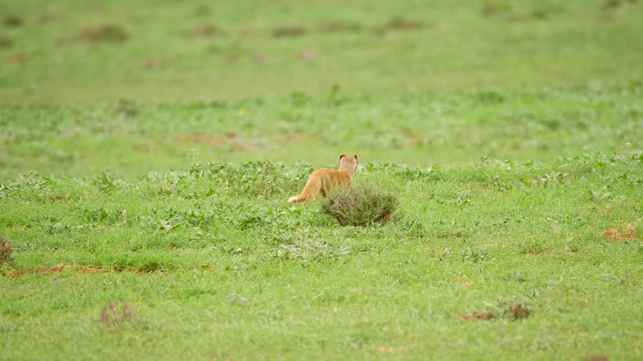 mangosta amarilla camina sola y se detiene en un campo de hierba verde, parque addo, sudáfrica