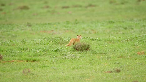 Mangosta-Amarilla-Camina-Sola-Y-Se-Detiene-En-Un-Campo-De-Hierba-Verde,-Parque-Addo,-Sudáfrica