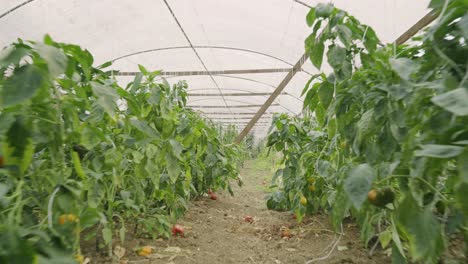 Shot-of-walking-through-a-pepper-farm-bell-pepper-hanging-on-a-plant-farming-and-cultivation-of-fresh-healthy-crops