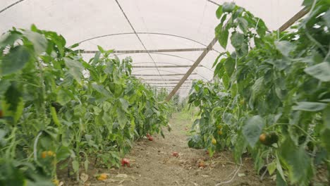 disparo de caminar a través de una granja de pimienta pimienta campana colgando de una planta de cultivo y cultivo de cultivos frescos y saludables
