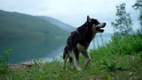 alaskan malamute dog with body harness on nature landscape