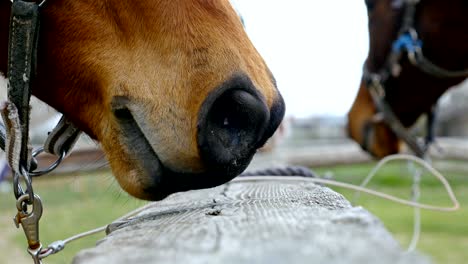 horses against the sky on horse farm, 4k