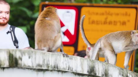 monkeys engage in a playful fight on a wall