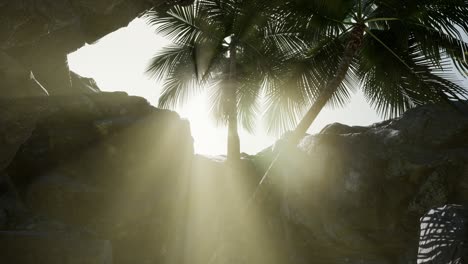 Große-Palmen-In-Einer-Steinhöhle-Mit-Sonnenstrahlen