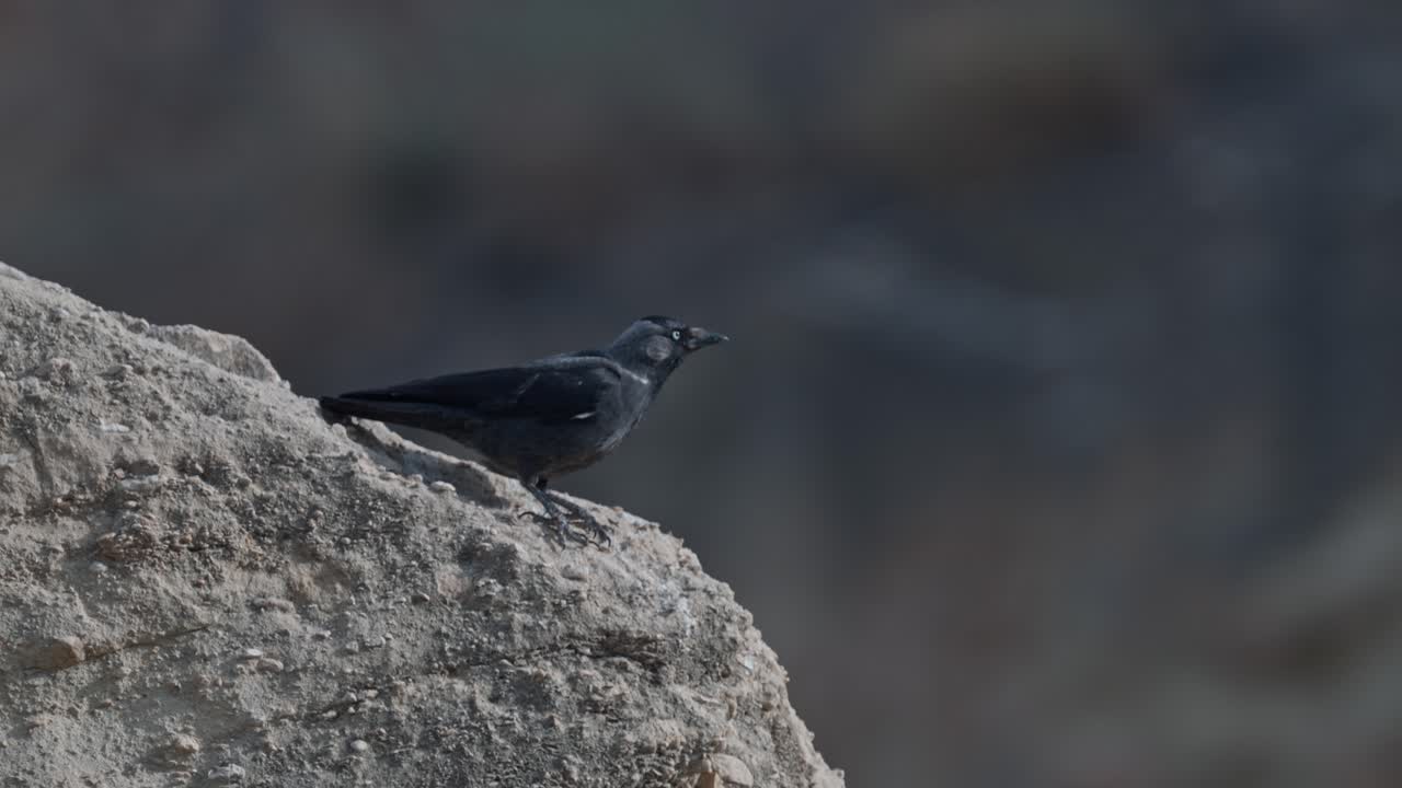 Western jackdaw (Coloeus monedula), also known as the Eurasian jackdaw
