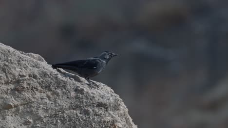 western jackdaw (coloeus monedula), also known as the eurasian jackdaw