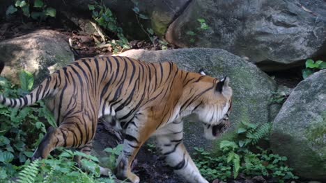 tigre malayo macho vagando por el bosque con rocas