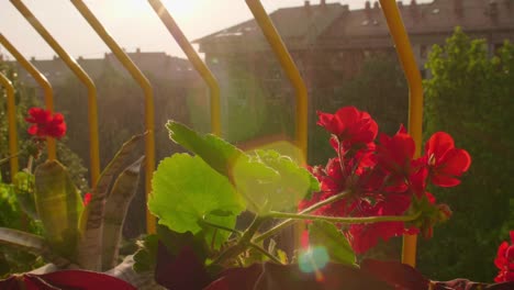 beautiful blossoming geranium flower on balcony in rainy sunset.