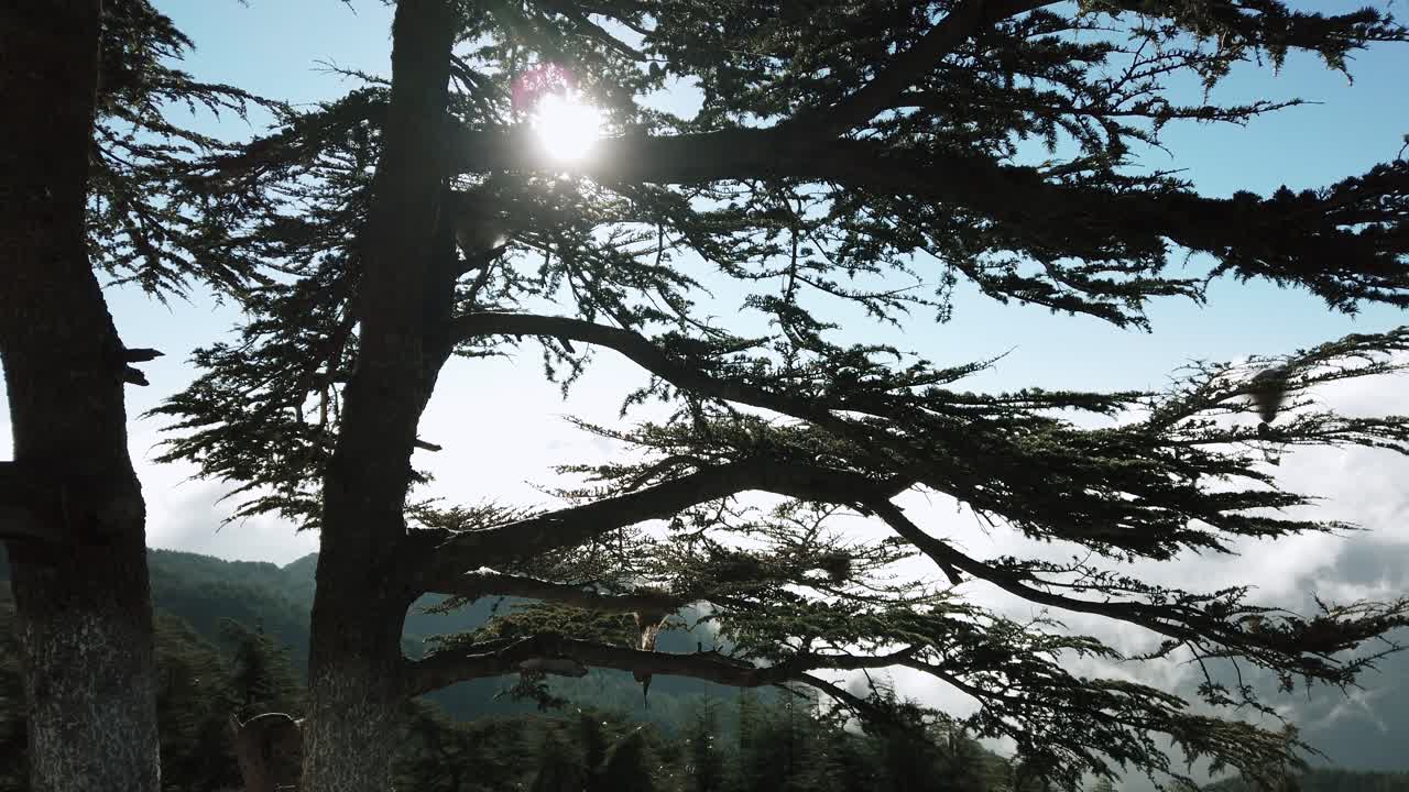 Cedrus trees and beautiful nature in sunny day, atlas maountins in chrea-algeria
