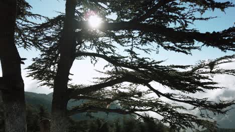 cedrus trees and beautiful nature in sunny day, atlas maountins in chrea-algeria