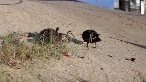 duck family walking along sandy canal shore