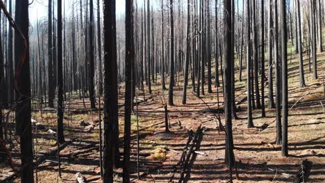 Aerial-Shot-Flying-Through-Burned-Trees-After-Destructive-Wildfire