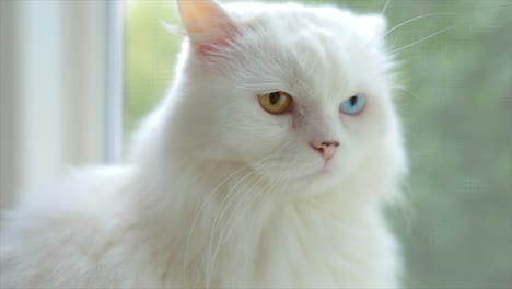 domestic cat with complete heterochromia. white cat with different colored eyes is sitting by the window.