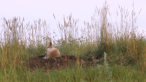 Two-sweet-adorable-young-wild-coyote-puppies-by-tall-natural-grassland-and-underground-den-looking-at-camera,-curious,-on-cloudless-sunny-blue-sky-day,-static-portrait