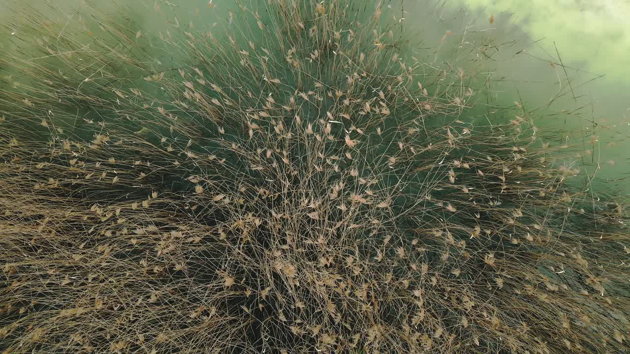 disparo de arriba hacia abajo de cañas bailando en el viento en agua turquesa