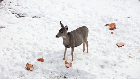 Mule-Deer-Doe-fawn-nervously-looking-around-while-standing-next-to-pumpkins-int-he-snow