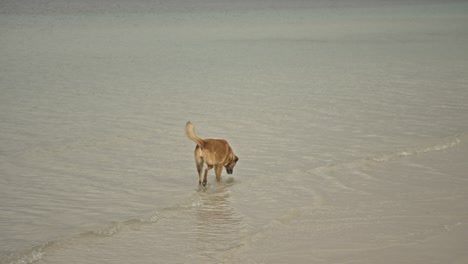 Hunde-Schwimmen,-Laufen,-Spielen-Im-Meer-4k-Uhd