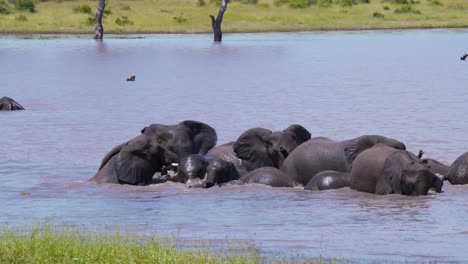 Herd-of-african-elephants-romping-in-savannah-lake-to-cool-off-in-heat