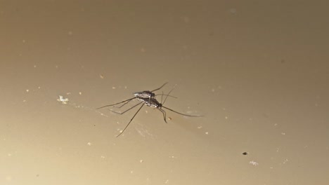 Medium shot of garridae in the water during the day in Tambopata, Madre de Dios Region, Peru, in the peruvian amazon