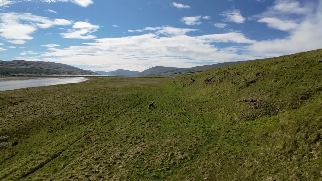 Ripresa introduttiva con drone FPV sopra campi erbosi vicino a Egilsstaðir, Islanda, che scende a sfiorare il terreno e passa accanto a un cavallo islandese nero in un pittoresco paesaggio rurale estivo.