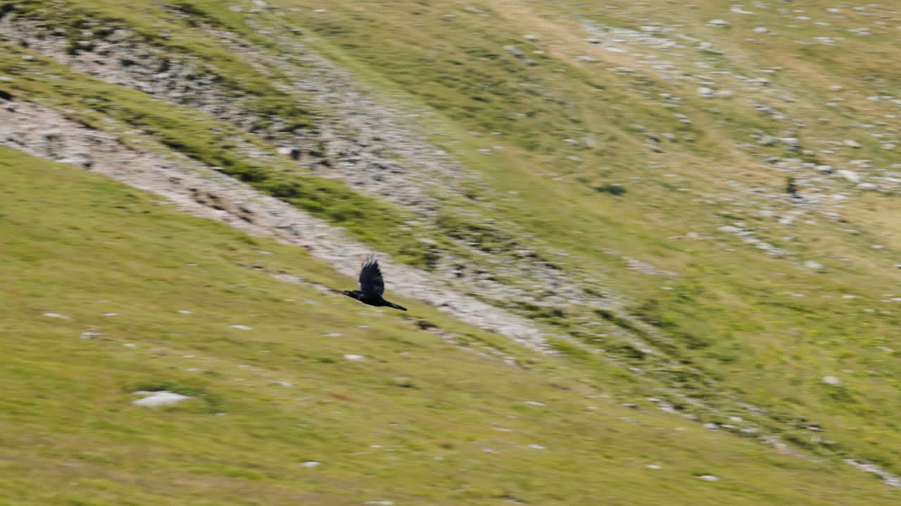 Ampia vista paesaggistica che segue un uccello in volo sopra la Transalpina, Romania