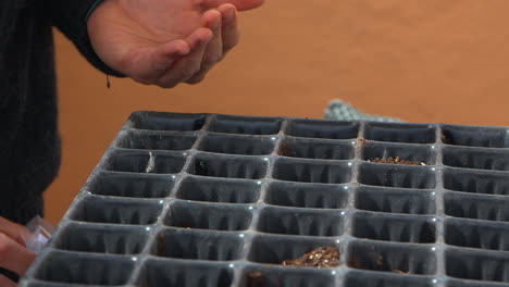 man gently planting tomato seeds in hotbeds