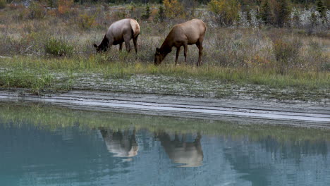 two female elk standing by river bank eating grass with their image reflected in calm water