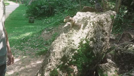 young man in the woods feeds the chipmunk with his hands then scares him