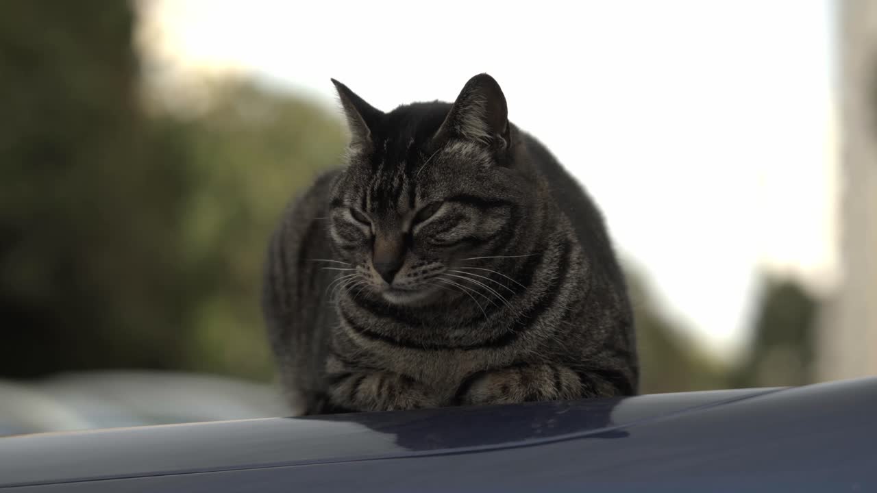 Inquadratura cinematografica di un gatto soriano sdraiato su un'auto blu (a mano libera) 5