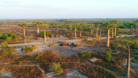 Nativos-Africanos-Que-Viven-Bajo-Los-Enormes-Baobabs---Hermosa-Y-Larga-Toma-Aérea