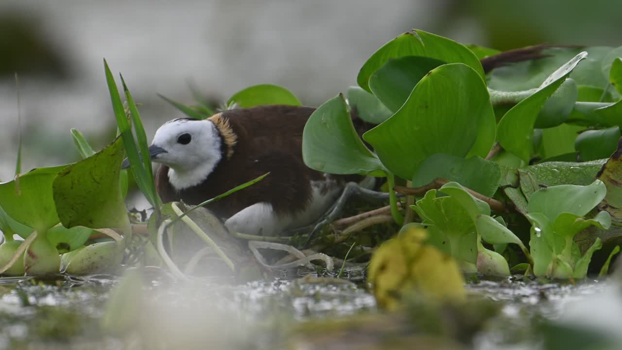 Pheasant tailed Jacana Sitting on Eggs for Incubation