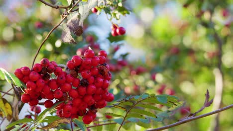 ripe rowan berries, bane of witches and diviner of the future, shine in morning footage