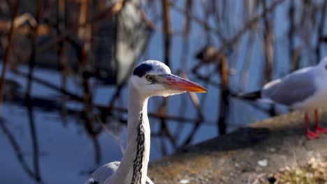 una garza se destaca entre las gaviotas cerca del agua.