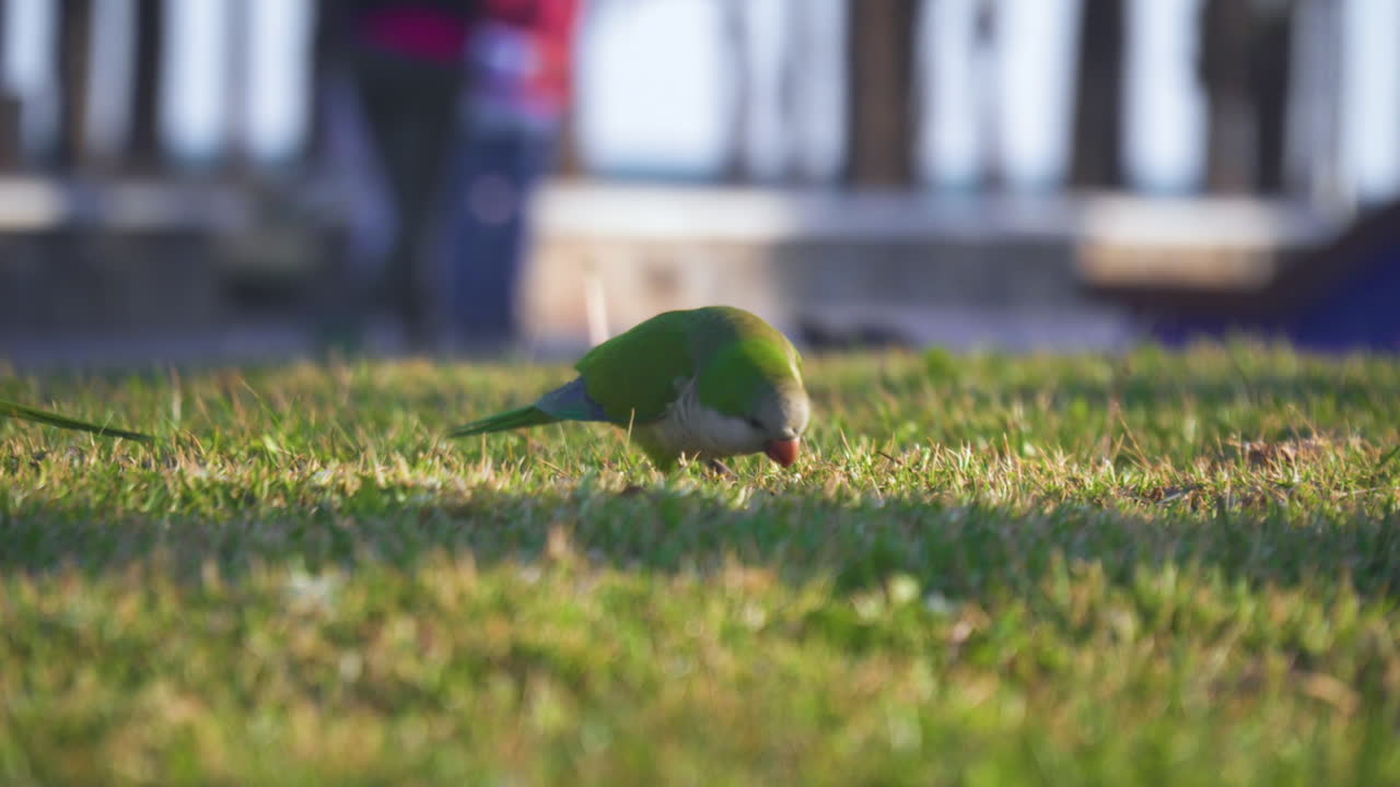 perico monje comiendo hierba en españa donde las aves son consideradas una plaga