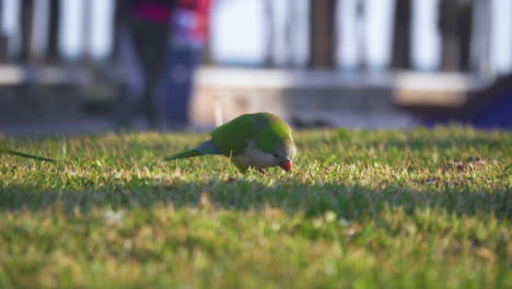 monk parakeet eating on grass in spain where the birds are considered as a plague