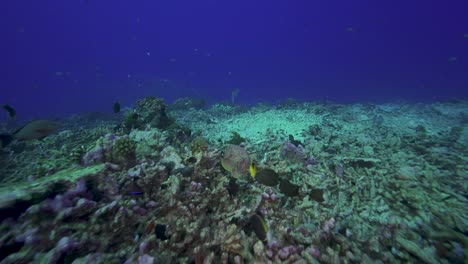 camera-follows-a-free-swimming-poisenous-stonefish-over-a-tropical-coral-reef