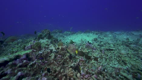 camera follows a free swimming poisenous stonefish over a tropical coral reef
