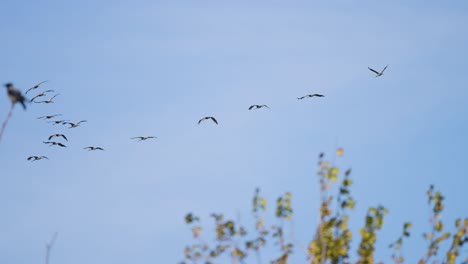 a flock of storks in the cloudless autumn sky