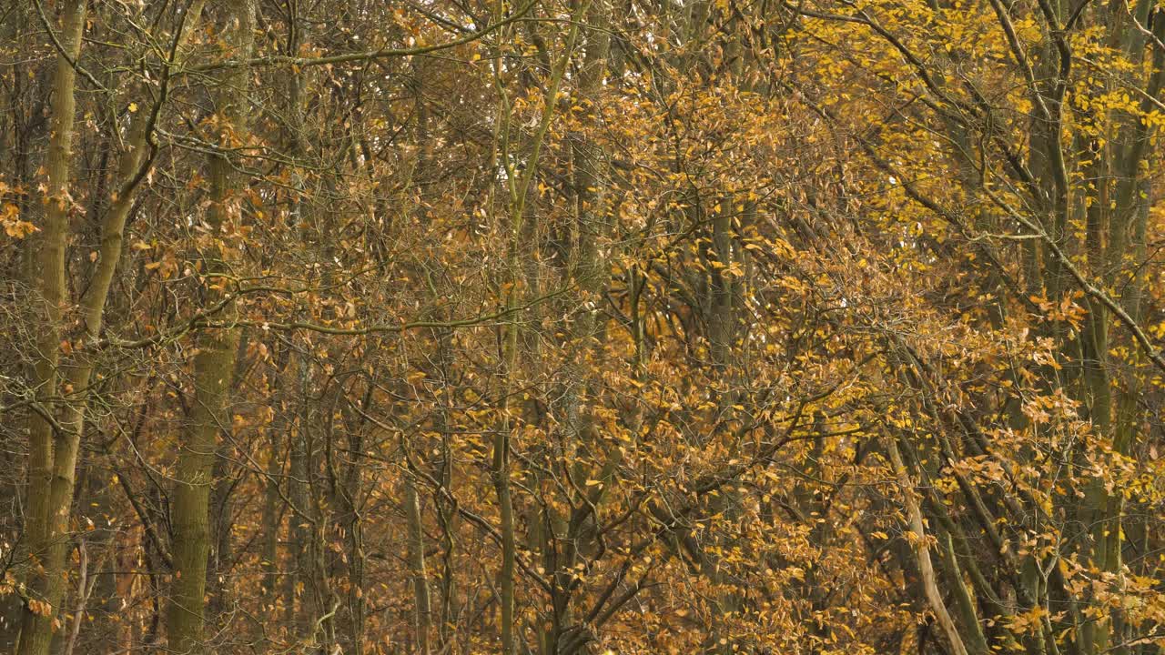hojas cayendo en un bosque en otoño