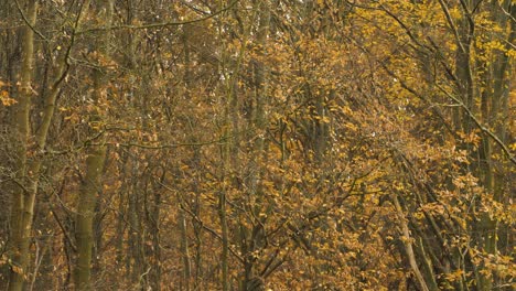 leaves falling in a forest at fall