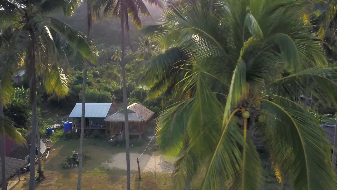 Palm trees in a tropical village