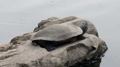 una tortuga descansando sobre una roca en un lago bajo el sol de la tarde