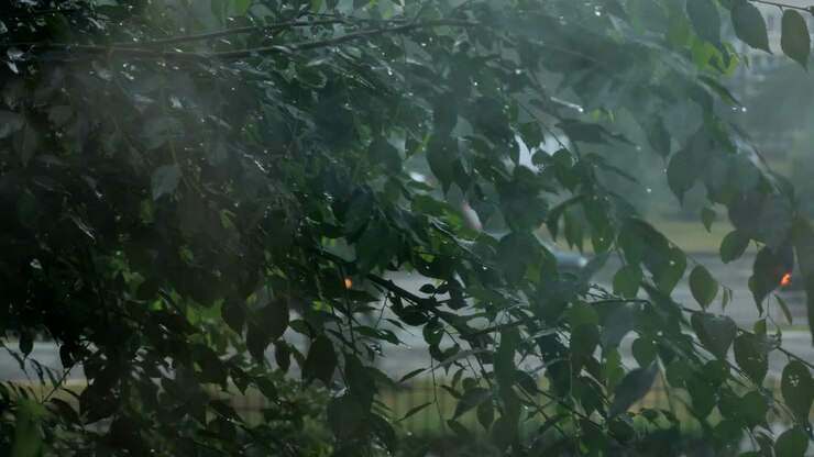 Rain drops on the window on the dark trees background.