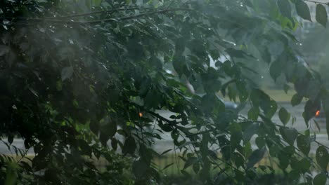 rain drops on the window on the dark trees background.
