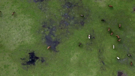 aerial: top down flying forwards over a field of horses grazing in a field