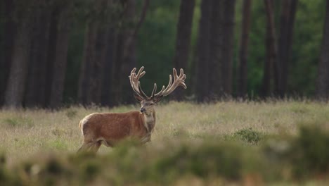 Majestic-male-red-deer-in-wilderness-watching-around-during-dusk---slow-motion-shot